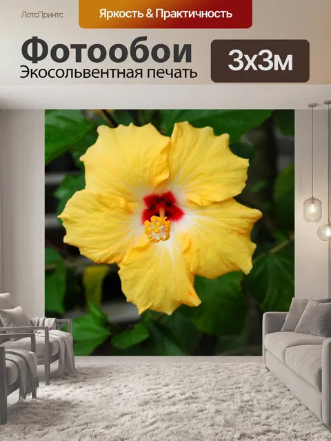 Фотообои Желтый Цветок гибискуса