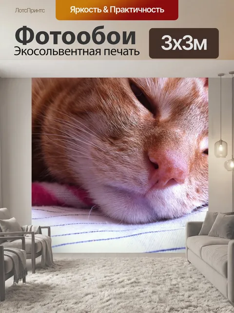 Фотообои Кошка