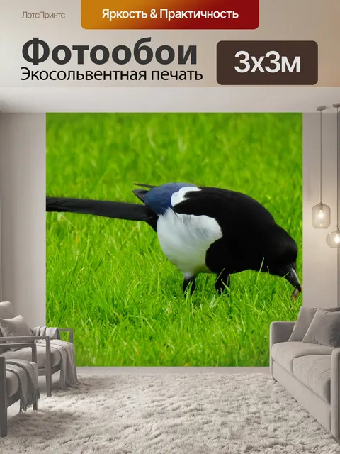 Фотообои Сорока
