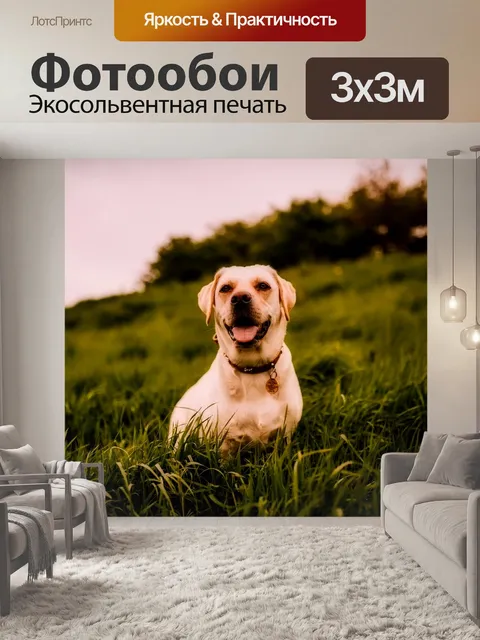 Фотообои Собака