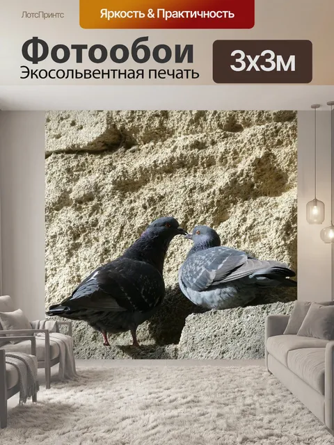 Фотообои Голуби