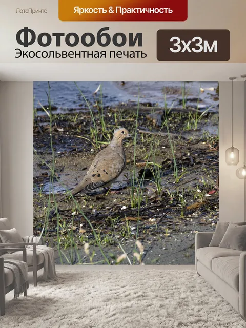 Фотообои Утренний голубь