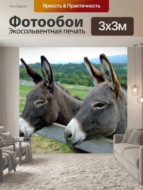 Фотообои Ослы