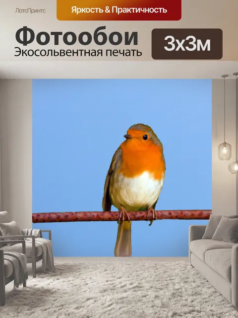 Фотообои Робин птица