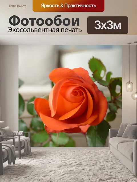 Фотообои Роза