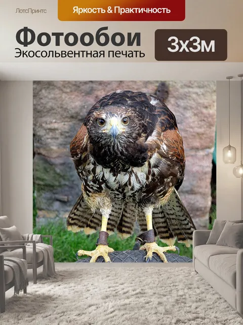 Фотообои Ястреб