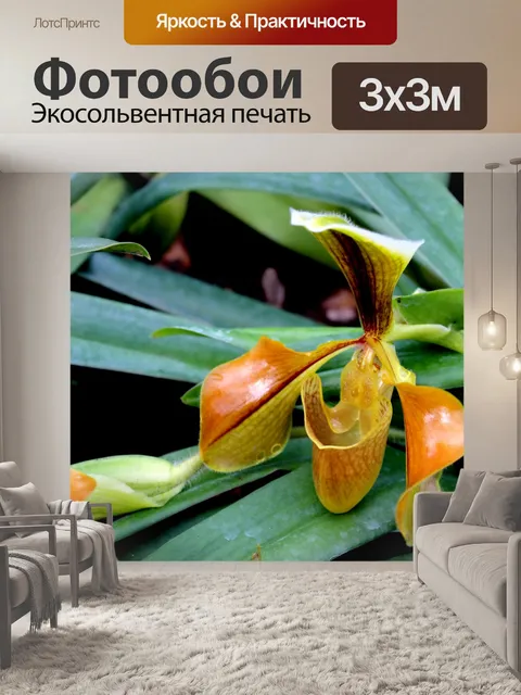 Фотообои Леди тапочка Орхидея Интанон Националь