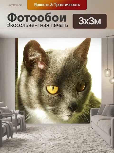 Фотообои Серый котенок