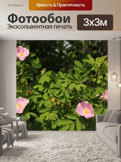 Фотообои Альберта Дикая роза розовый цветок