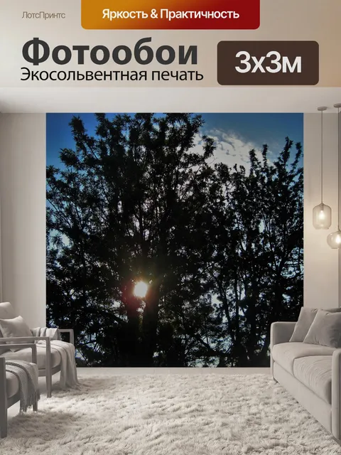 Фотообои Солнце сквозь ветви
