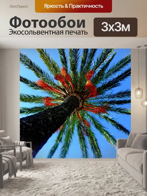 Фотообои Пальма