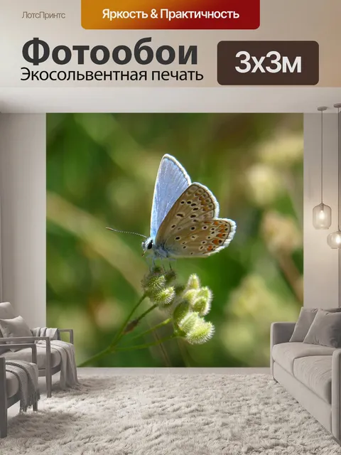 Фотообои Голубая бабочка