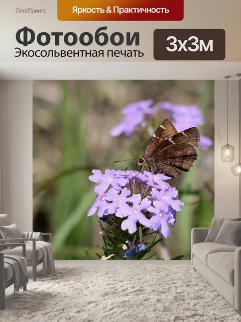 Фотообои Коричневый шкипер на фиолетовом поле