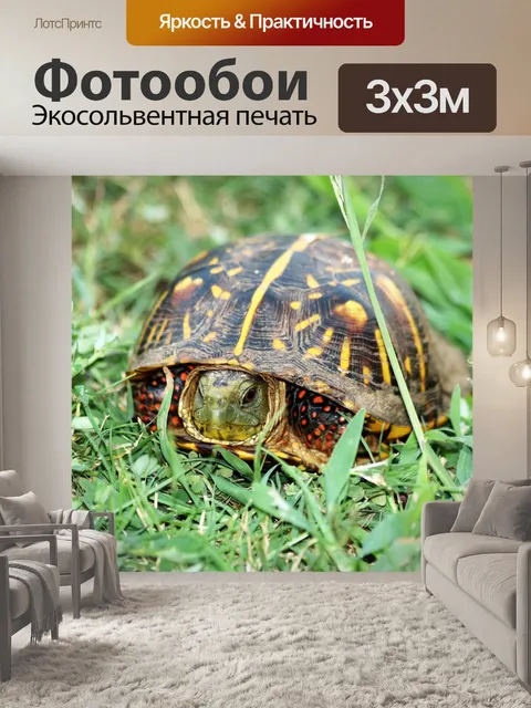 Фотообои Изысканная коробка Черепаха 2