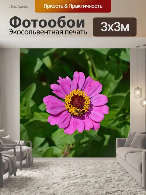Фотообои Ярко-розовая цинния с пчелиным
