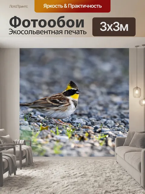 Фотообои Игроки лапочка