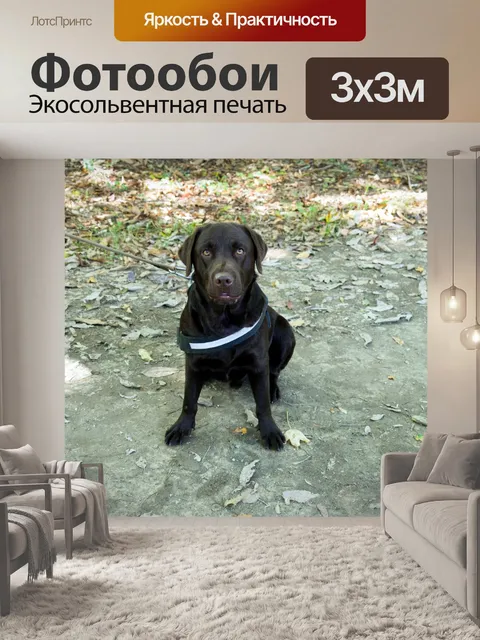 Фотообои Лабрадорская собака сидит