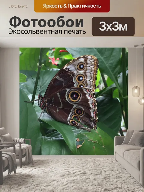 Фотообои Бабочка