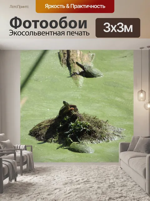 Фотообои Черепаха