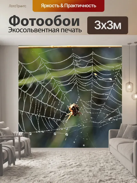 Фотообои Паук в сети, покрытой росой