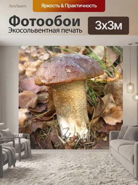 Фотообои Березовый гриб