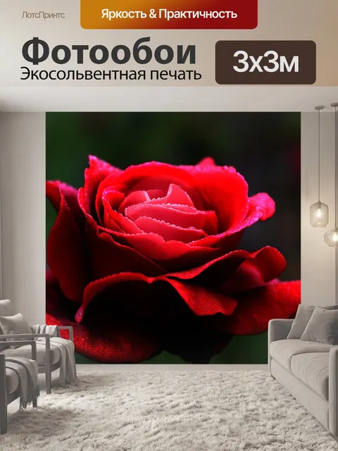 Фотообои Красная роза