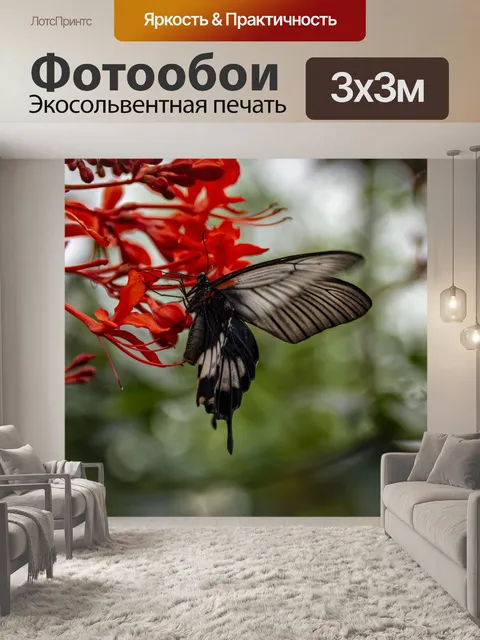 Фотообои Мормонская бабочка
