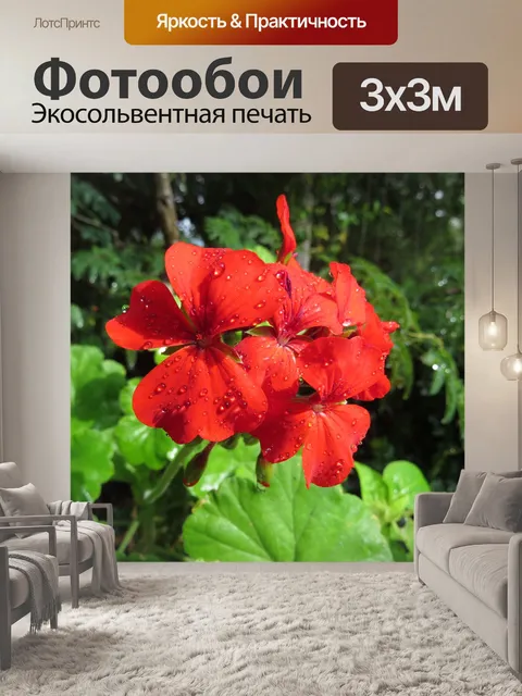 Фотообои Красная герань