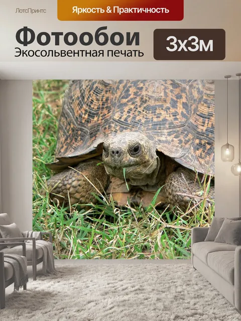Фотообои Черепаха
