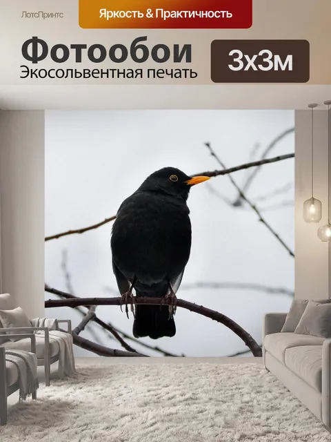 Фотообои Черный дрозд