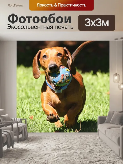 Фотообои Такса