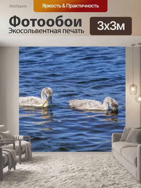 Фотообои Лебедь