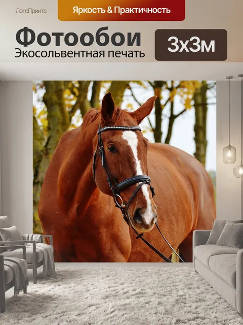 Фотообои Лошадь