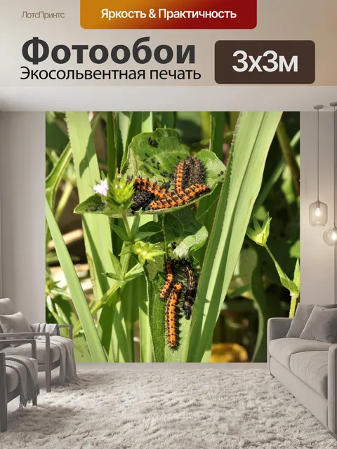 Фотообои Гусеницы Залив Рибиллярные