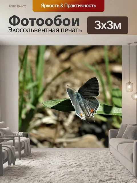 Фотообои Серый Hairstreak Бабочка на листе