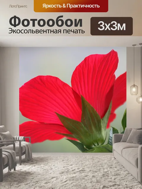 Фотообои Из-за красного гибискуса
