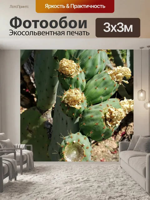 Фотообои Кактус опунции