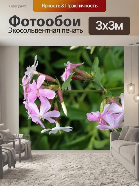 Фотообои розовые цветы мыльницы