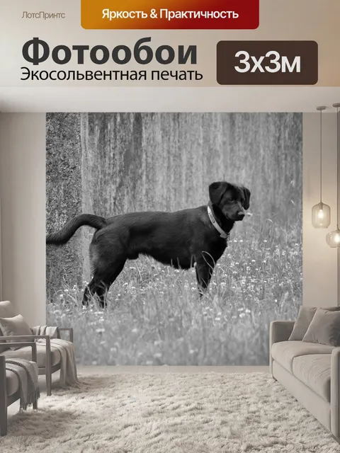 Фотообои Лабрадорская собака