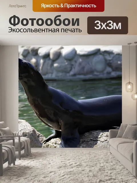 Фотообои Морской котик
