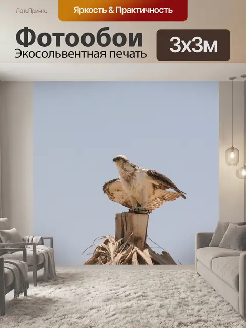 Фотообои Орлан-белохвост