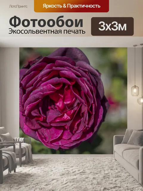 Фотообои Большая розовая круглая роза