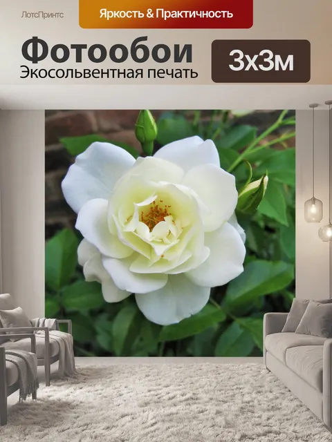 Фотообои белая роза цветение