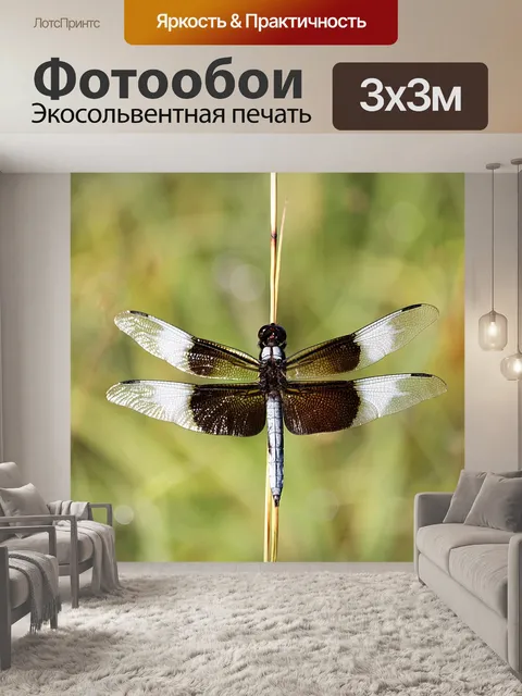 Фотообои Вдова Скиммер Стрекоза Крупный план