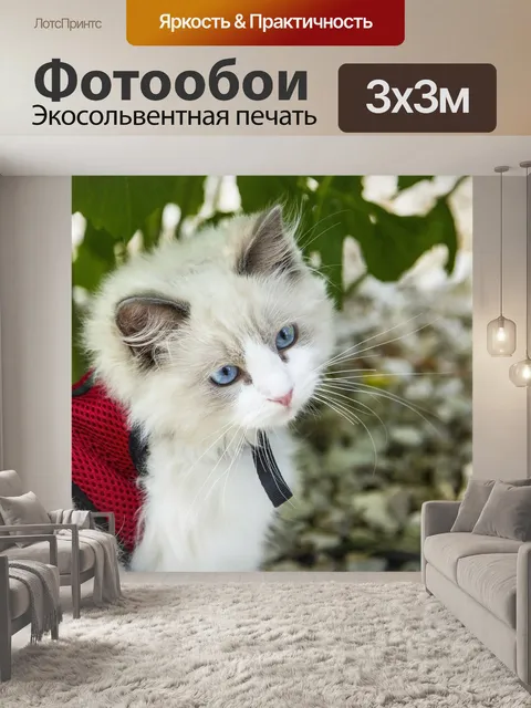 Фотообои Котенок