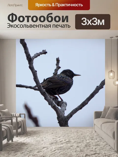 Фотообои Птица