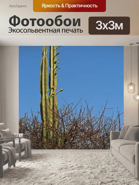 Фотообои высокая королева ночного кактуса