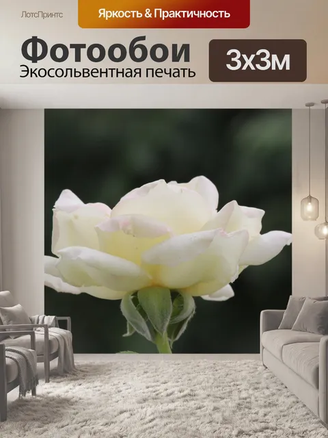 Фотообои Белая роза