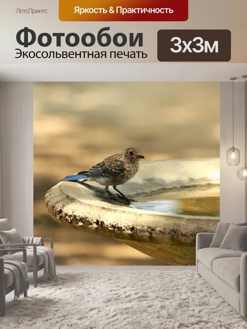 Фотообои Несовершеннолетний Блю Джей в птичьей ва