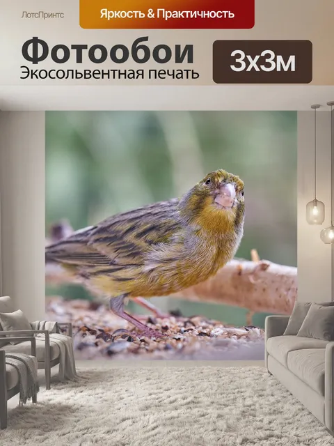 Фотообои Птица